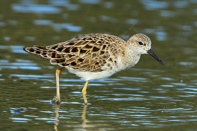 Ruff female adult breeding