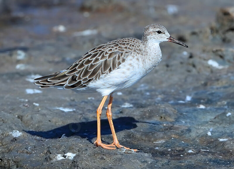 Combattant varié, identification