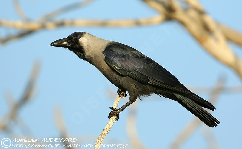 House Crow