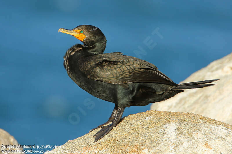 Cormoran à aigrettesadulte nuptial, identification