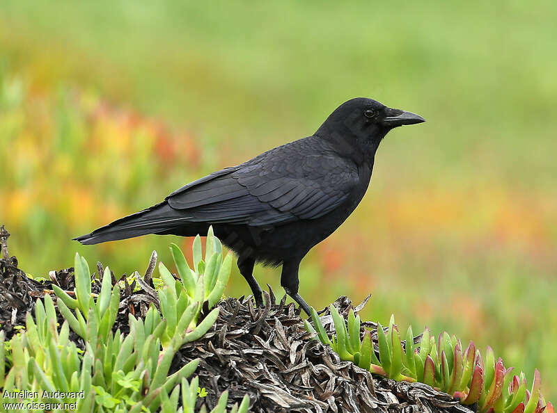 American Crowadult breeding, identification