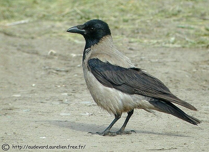 Hooded Crow