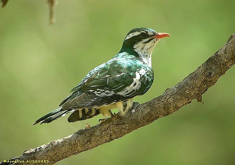 Diederik Cuckoojuvenile