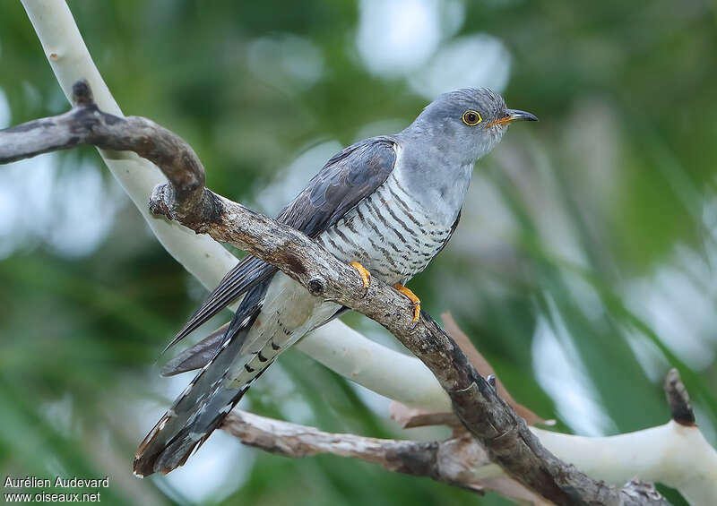 Oriental Cuckooadult, identification