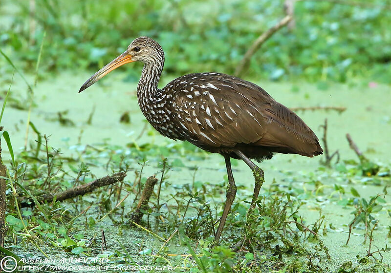 Limpkin, identification