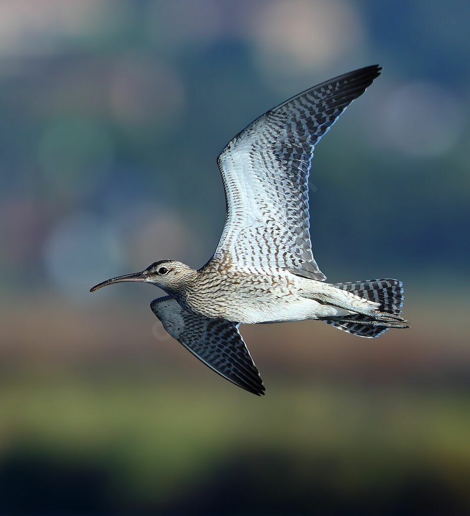 Courlis corlieu, identification