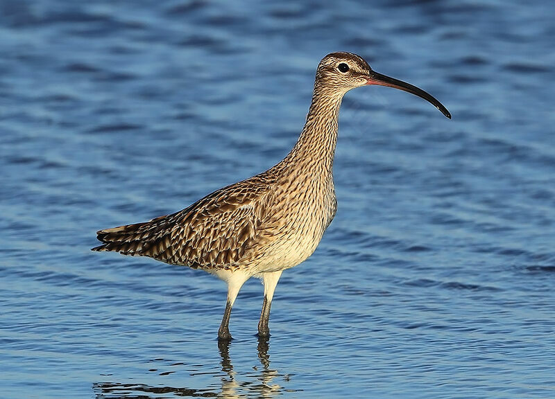 Courlis corlieu, identification