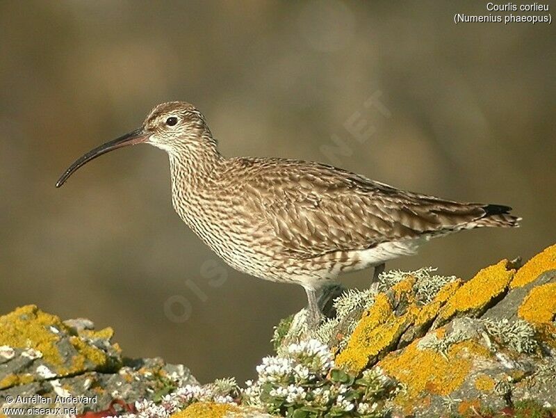 Eurasian Whimbrel