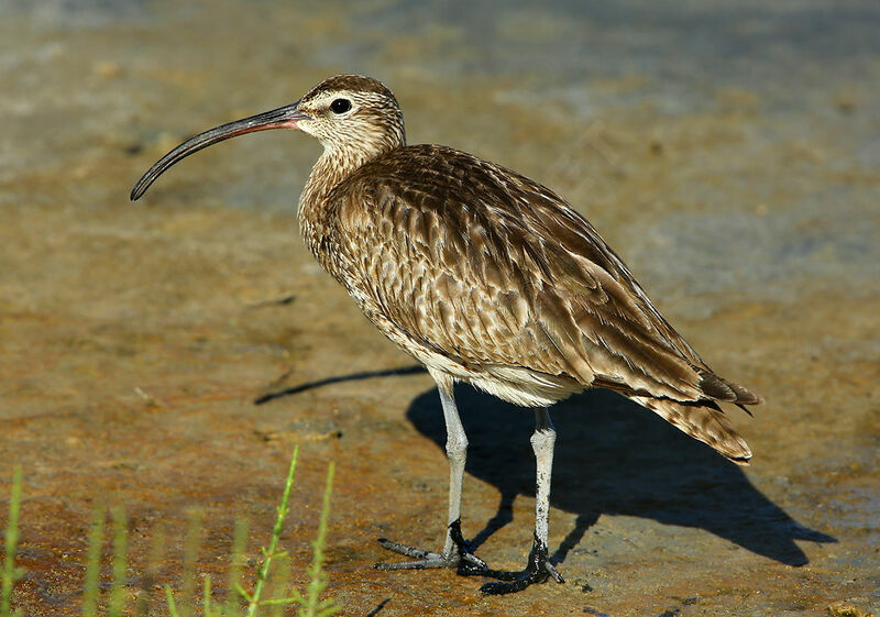 Eurasian Whimbreladult, identification