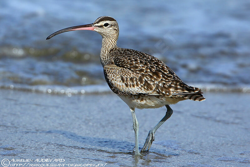 Hudsonian Whimbreladult post breeding, identification