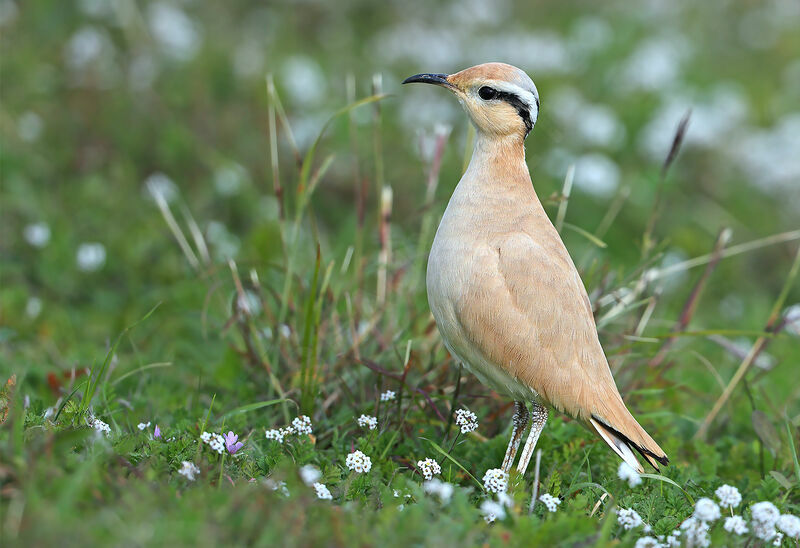 Cream-colored Courser, identification