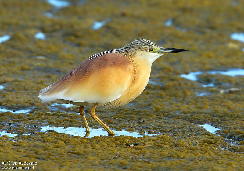 Crabier cheveluadulte nuptial, identification, marche