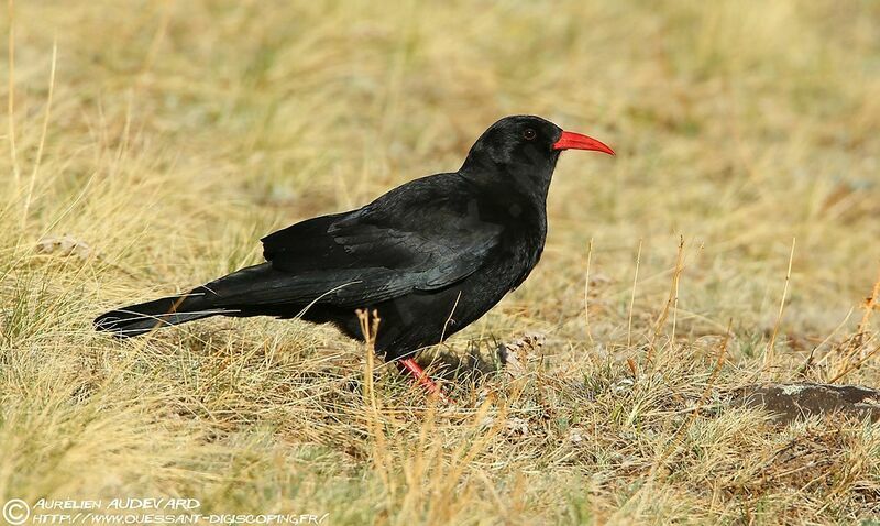 Red-billed Chough