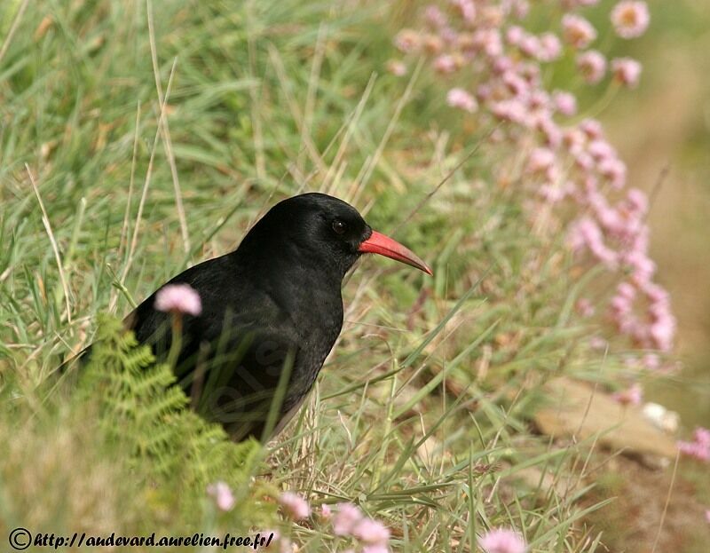 Red-billed Chough