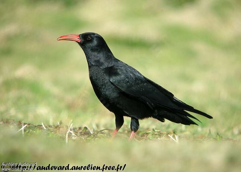 Red-billed Choughadult