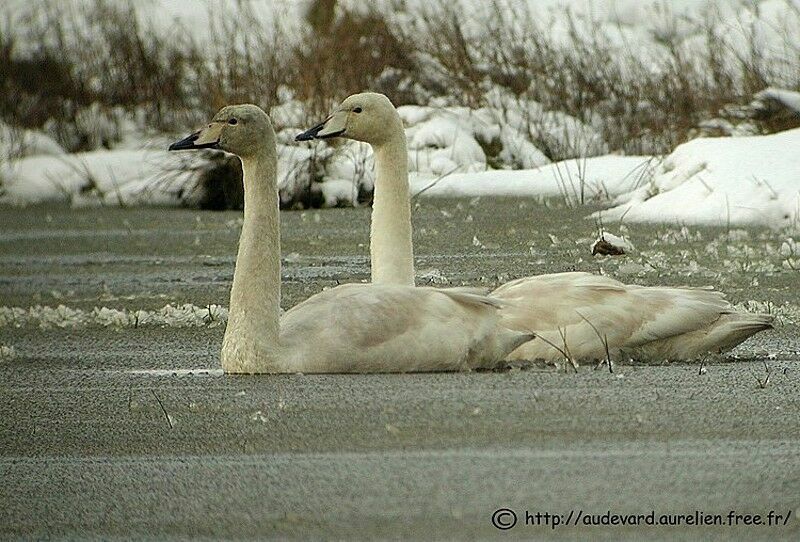 Cygne chanteur