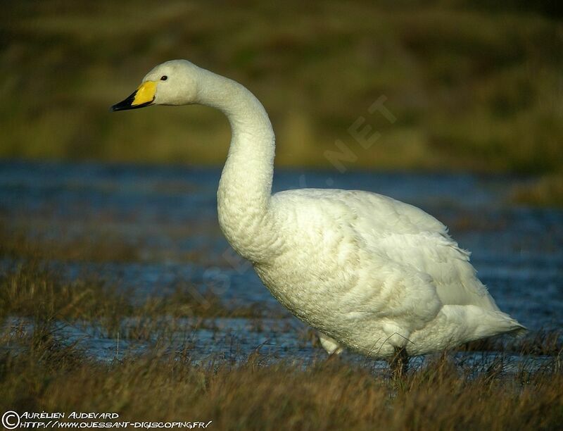 Cygne chanteur, identification