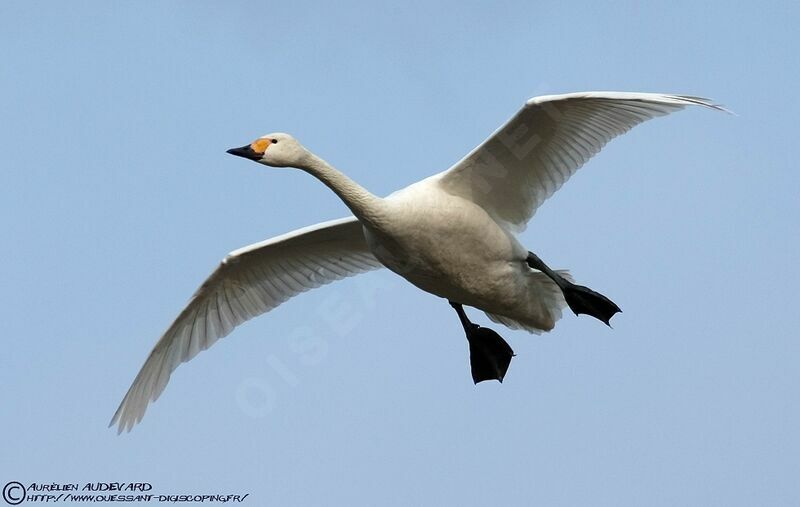 Tundra Swanadult