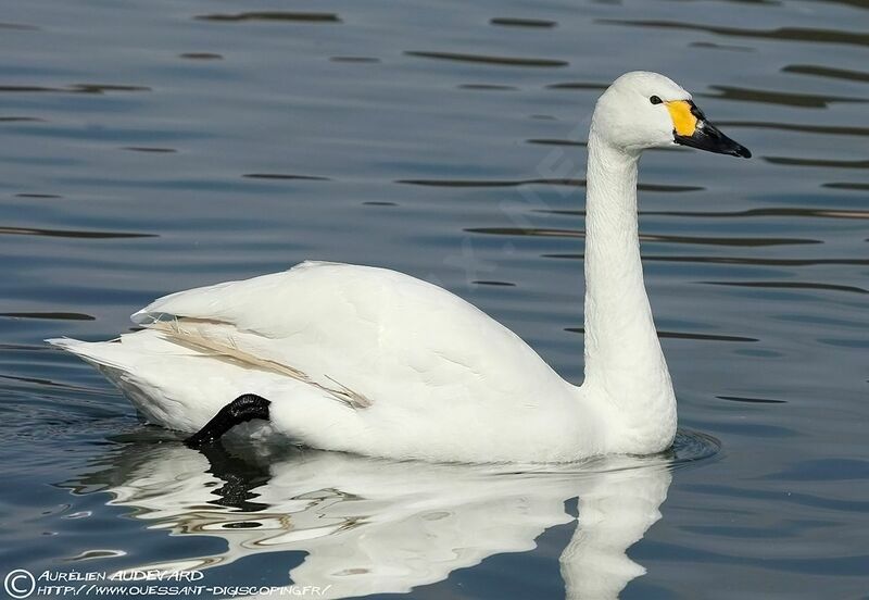 Tundra Swan