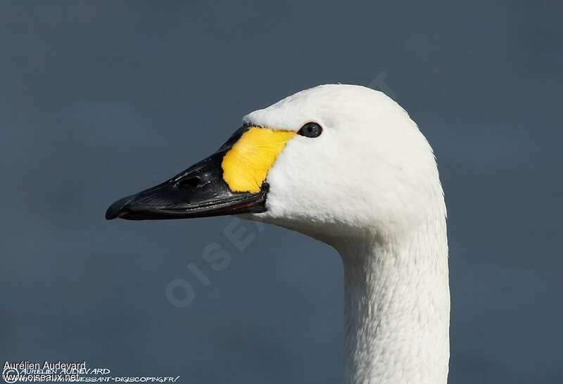 Tundra Swanadult, close-up portrait