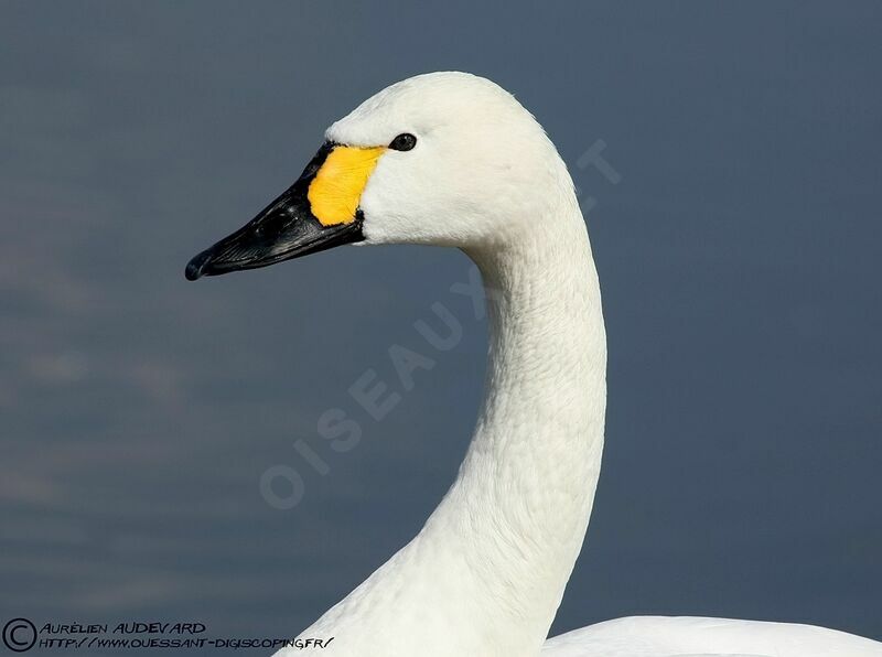 Tundra Swan