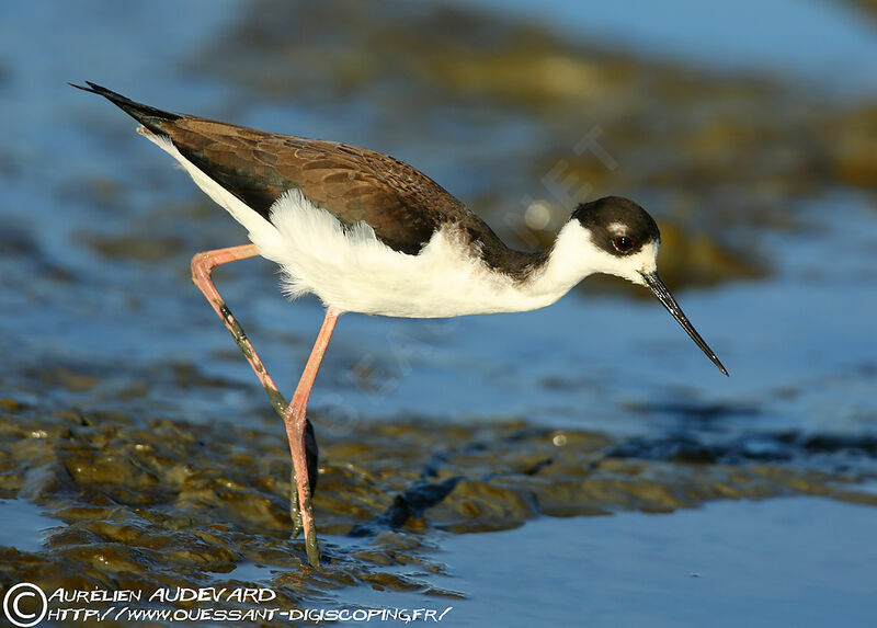 Black-necked Stilt