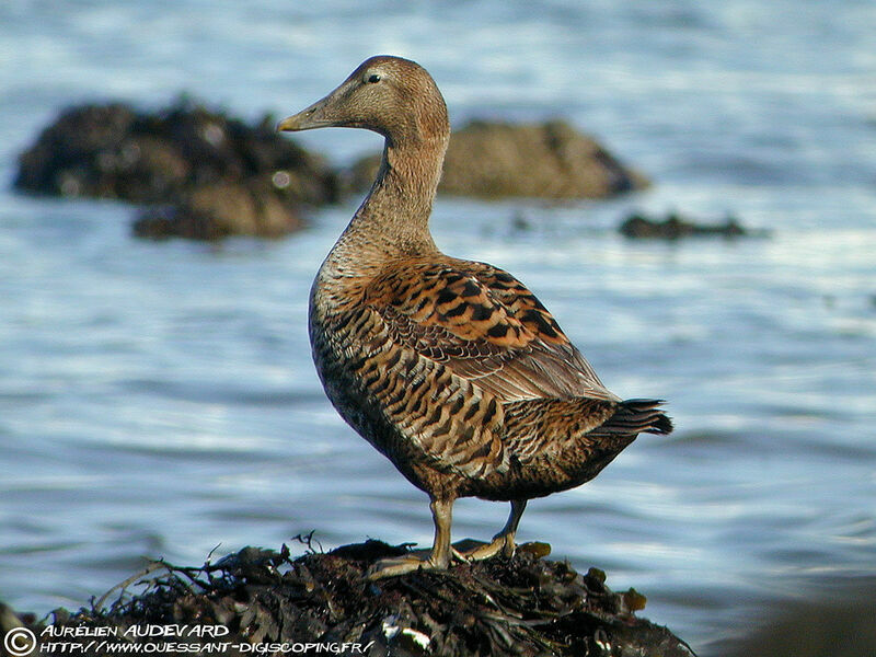 Common Eider