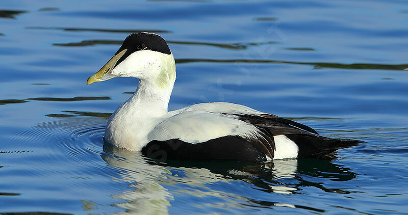 Common Eideradult breeding, identification