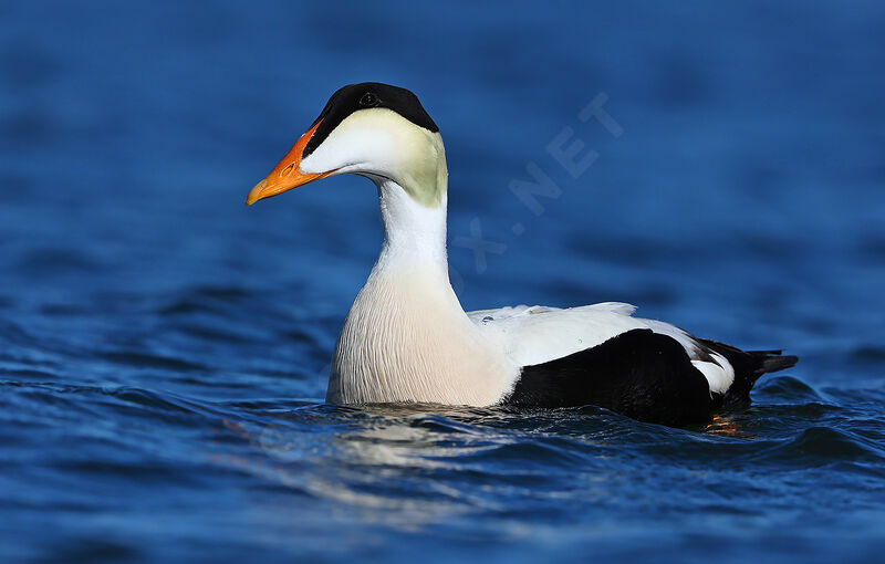 Eider à duvet