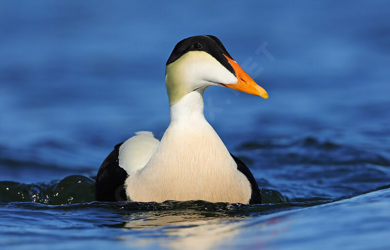 Common Eider male adult, identification