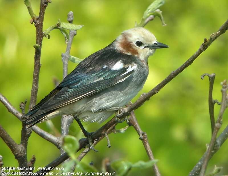 Chestnut-cheeked Starling male adult breeding, identification