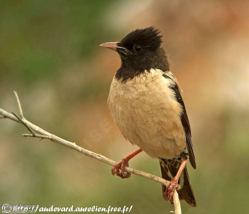 Rosy Starling female Second year, close-up portrait