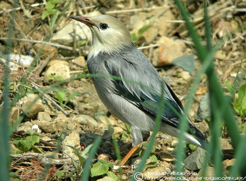 Étourneau soyeux, identification