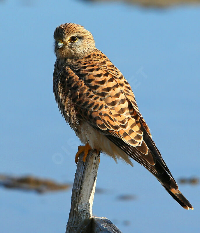 Common Kestrel female