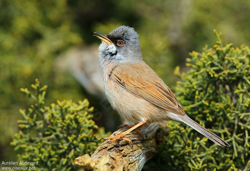 Spectacled Warbler male adult breeding, song