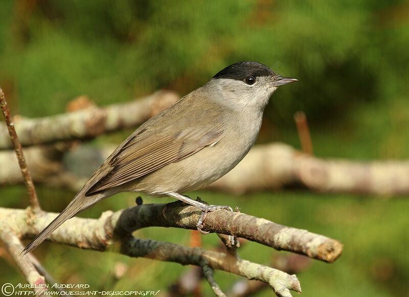 Eurasian Blackcap male juvenile