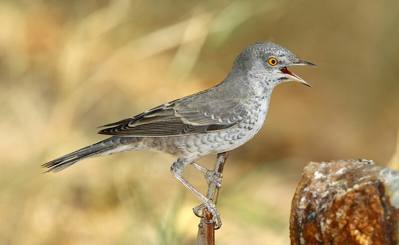 Barred Warbler male adult, song