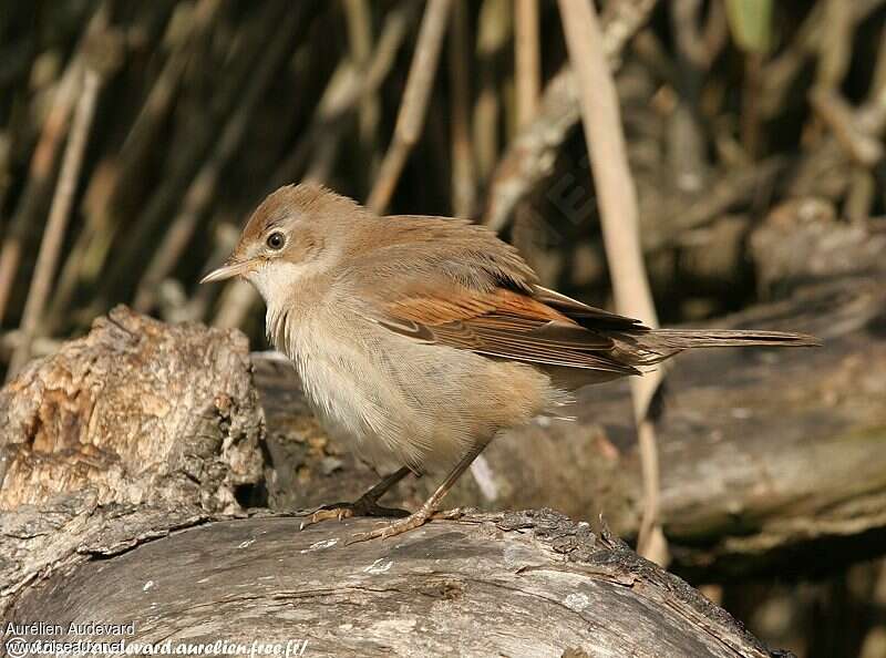 Common Whitethroatjuvenile, identification