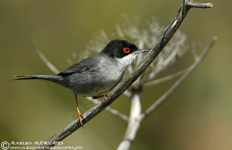 Sardinian Warbler