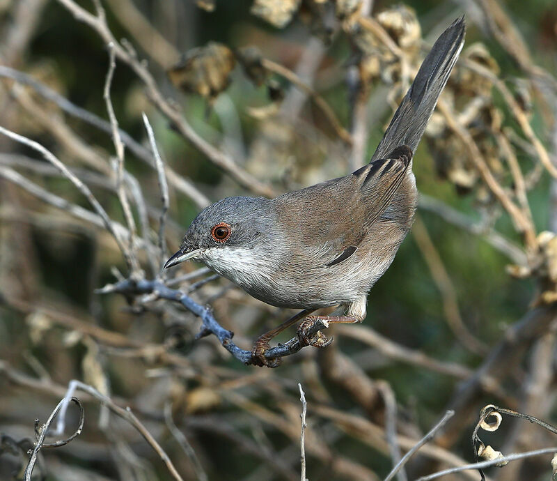 Fauvette mélanocéphale femelle, identification