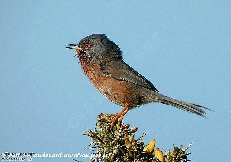 Dartford Warbler male adult breeding, song