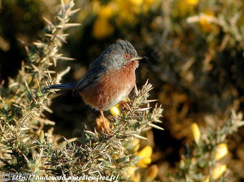 Dartford Warbler male adult breeding, identification