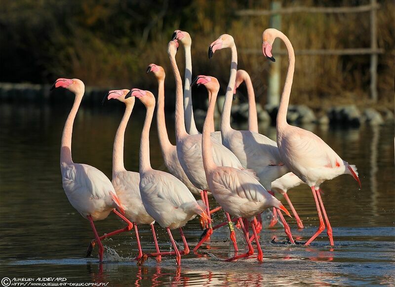 Greater Flamingo