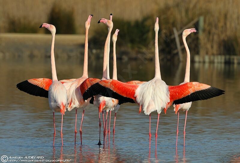 Greater Flamingo