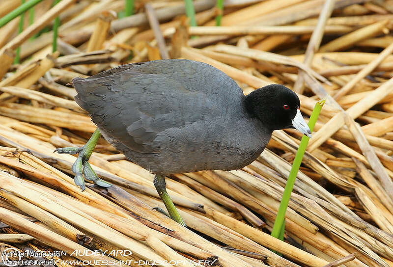 American Cootadult, pigmentation, walking