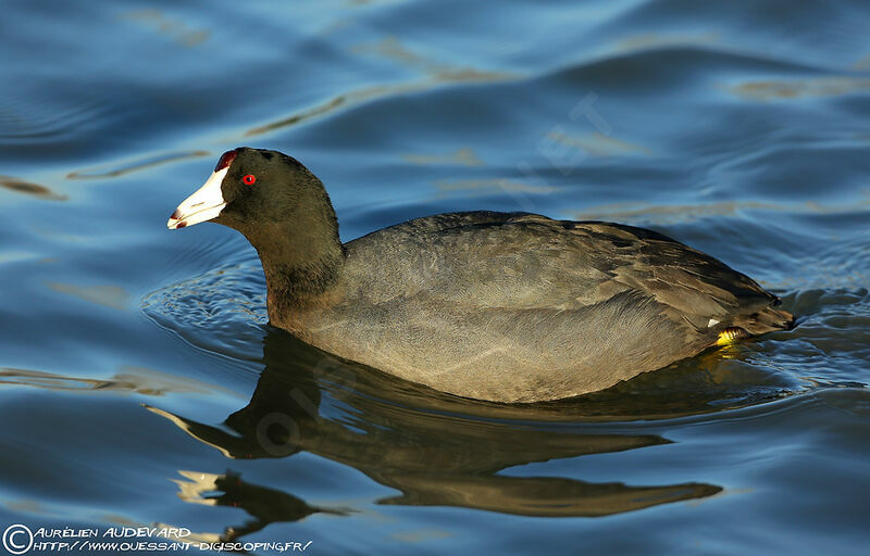 American Coot