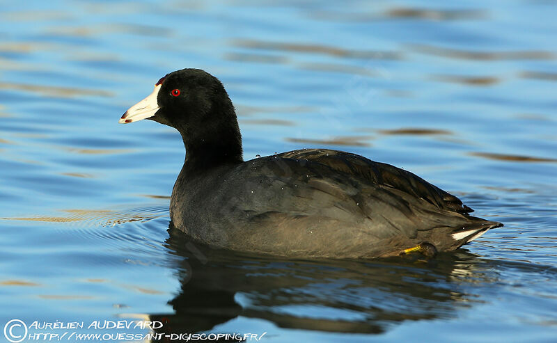 Foulque d'Amérique, identification