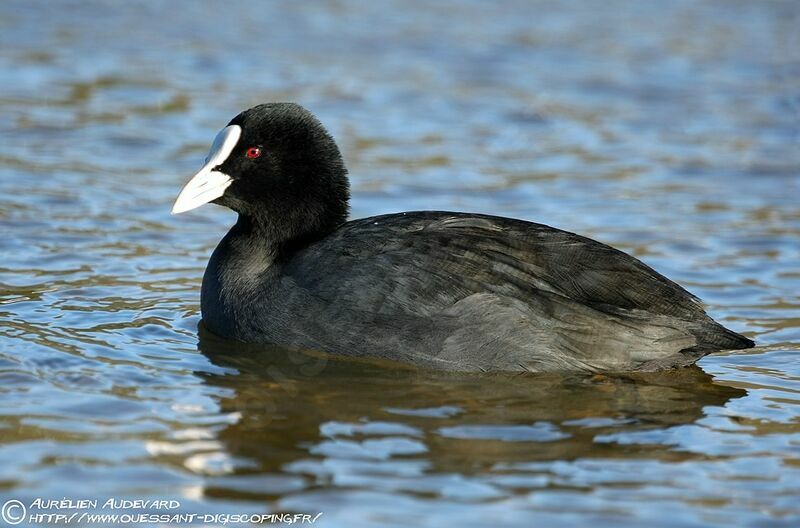 Eurasian Cootadult post breeding