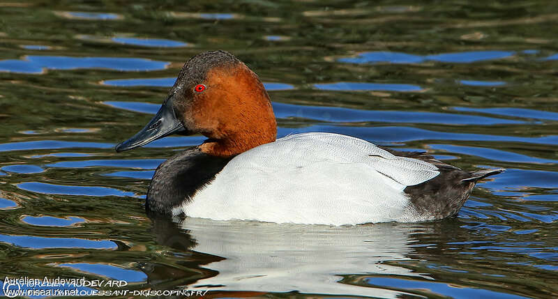 Canvasback male adult, identification