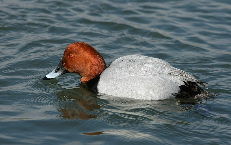 Common Pochard